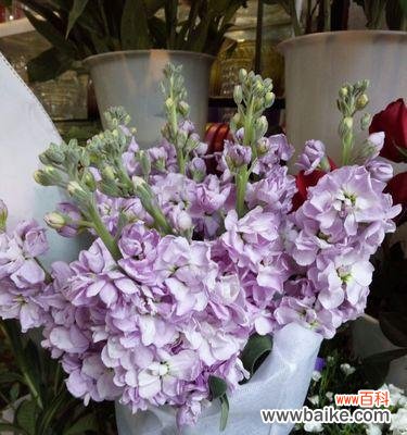 探秘花语中的喜欢之意 花语传情,喜欢的花是爱的表达