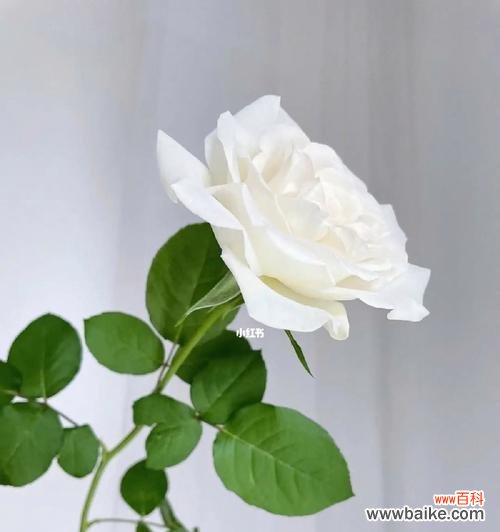 探索守护的花朵的花语 守护的花花语