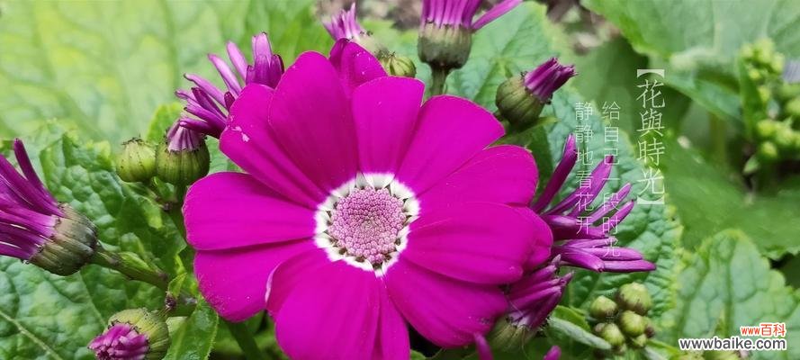 探索守护的花朵的花语 守护的花花语