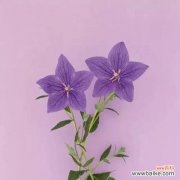 探寻花语背后的希望之意 花语中的希望——以表示希望的花为主题的研究