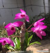 以表示英雄的花为主题 花开英勇