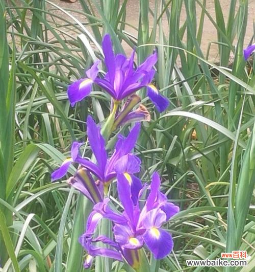 遗憾之花 遗憾的花——流淌着遗憾和失落的花海