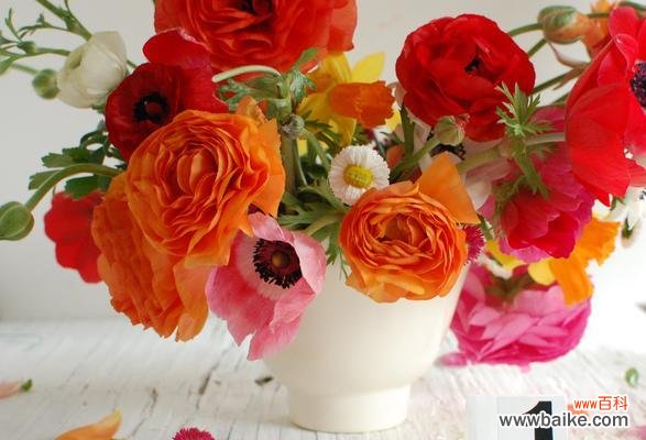 探索幸运花的花语及象征意义 花语中的幸运之花