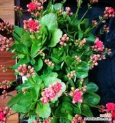 以花语诠释新生之美 新生的花——绽放希望的芬芳