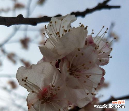 探寻花语中的忧愁之美 忧愁之花