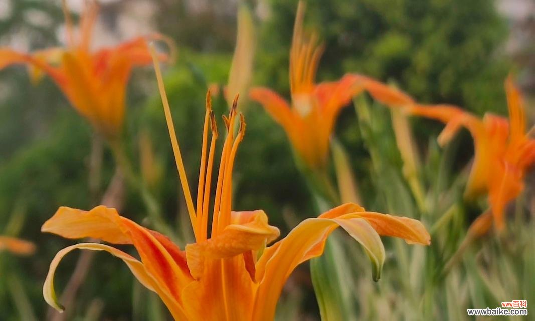 探寻花语中的忧愁之美 忧愁之花