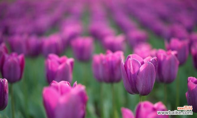 探索勇敢之美 勇敢的花花语