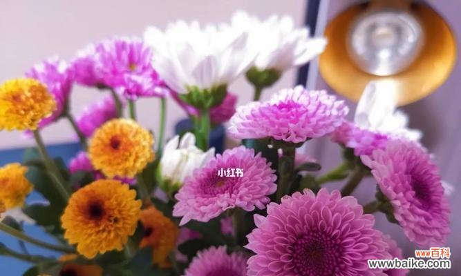 探索勇敢之美 勇敢的花花语