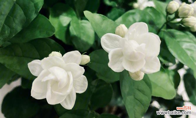 探寻茉莉花的内涵与象征 茉莉花的寓意与象征意义