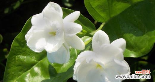 探寻茉莉花的内涵与象征 茉莉花的寓意与象征意义