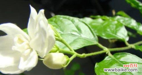 探寻茉莉花的内涵与象征 茉莉花的寓意与象征意义