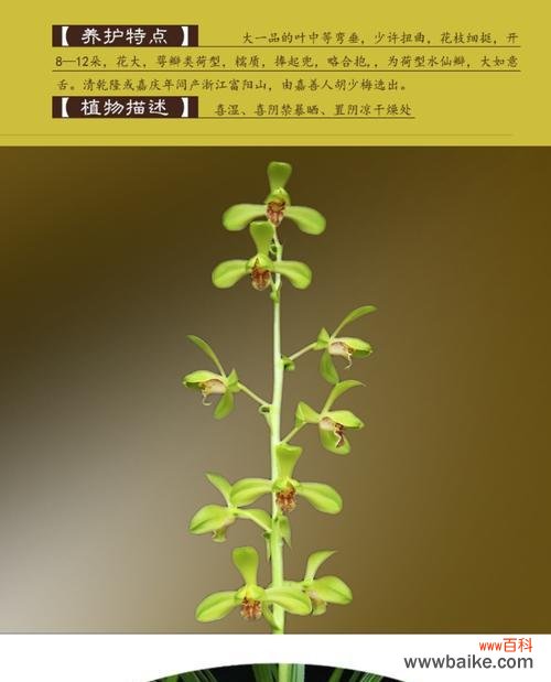 唤醒心灵的花朵——慧兰花 以慧兰花的寓意为主题