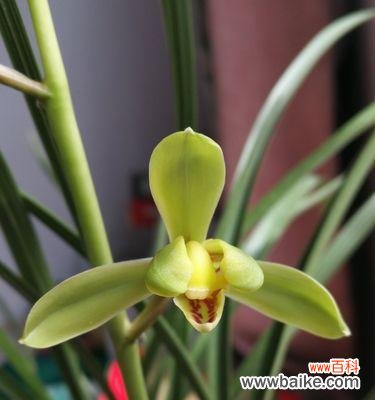 唤醒心灵的花朵——慧兰花 以慧兰花的寓意为主题