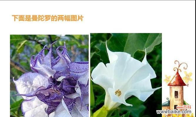 探寻花语传说中的秘密 花语传说