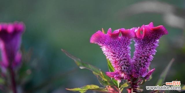 探寻花语传说中的秘密 花语传说