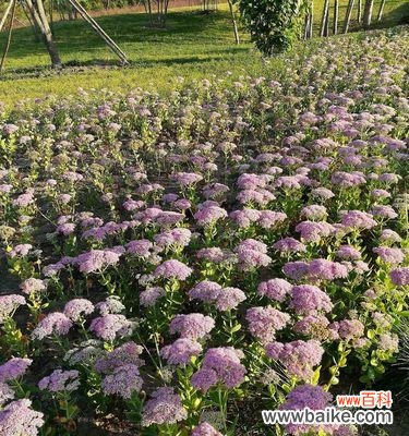 传承中华文化 八宝景天花语