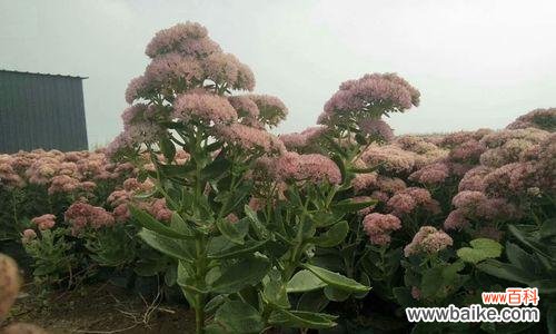 传承中华文化 八宝景天花语