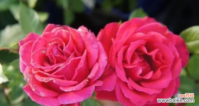 月季HT 解析月季HT的意义与特点