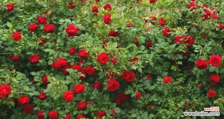 月季HT 解析月季HT的意义与特点