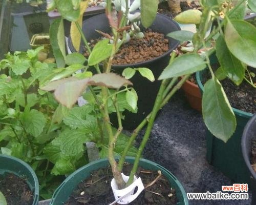 月季HT 解析月季HT的意义与特点