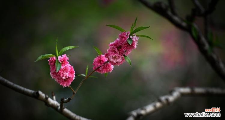 桃花的特点及其寓意 桃花