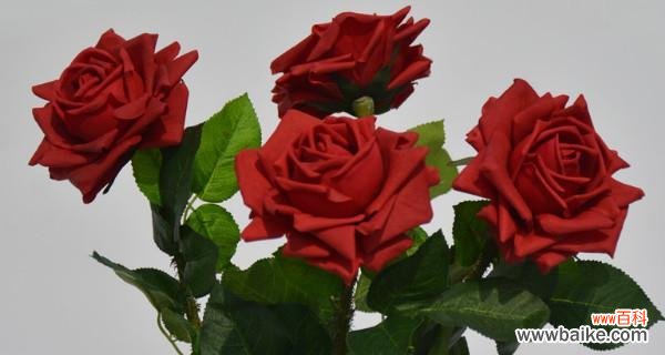 爱情之花 玫瑰花的寓意与象征