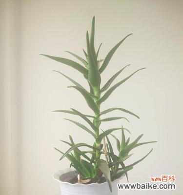 探索芦荟花语 芦荟花