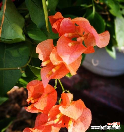 用花开语传递情感的三角梅花 三角梅花语的神奇力量