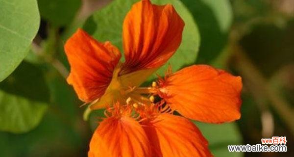 金莲盛世 旱金莲花语