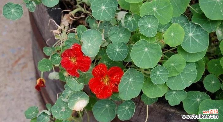 金莲盛世 旱金莲花语