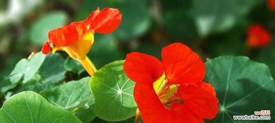 金莲盛世 旱金莲花语