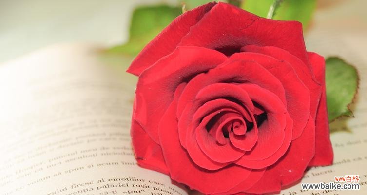 探寻红玫瑰花的浪漫与情感 红玫瑰花的象征意义