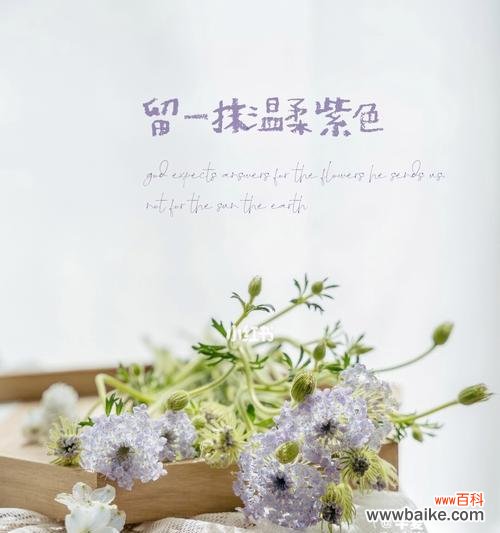 探寻慵懒花朵的生命哲学与美学魅力 慵懒之美