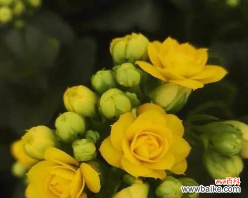 探寻长寿之花 寓意长寿的花语与花种