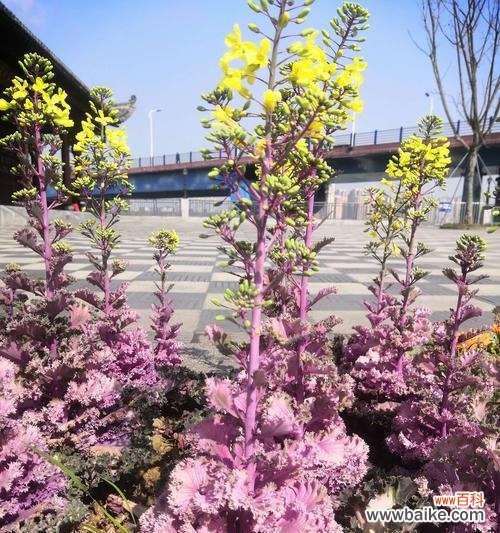 用花言莲意传达原谅的美好 以花语传递的原谅之意