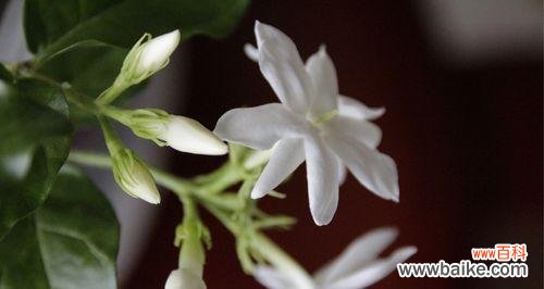 以花言莅世 尊敬的花-致敬自然之美