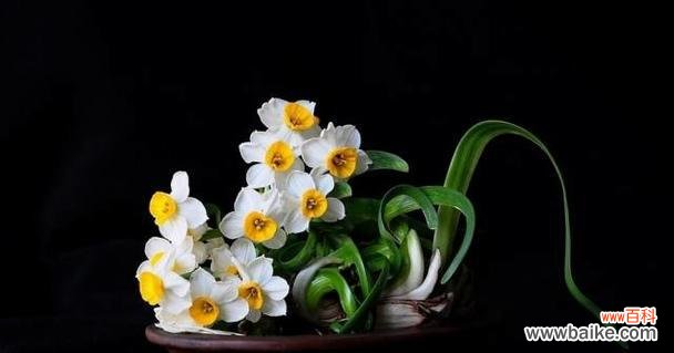 以花言莅世 尊敬的花-致敬自然之美