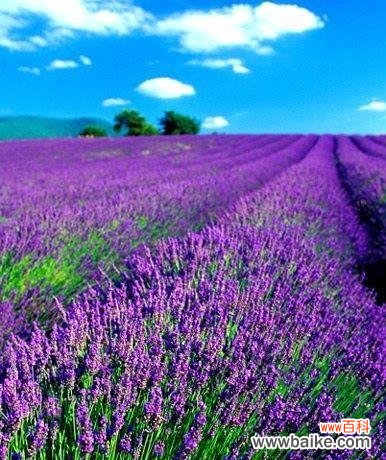 探索紫色薰衣草的美丽与象征意义 紫色薰衣草的花语与寓意