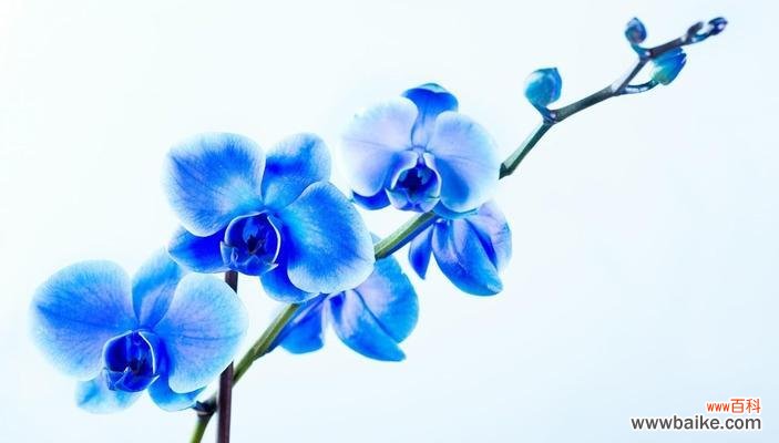 用红玫瑰传递永生的寓意 永生之花——红玫瑰的花语