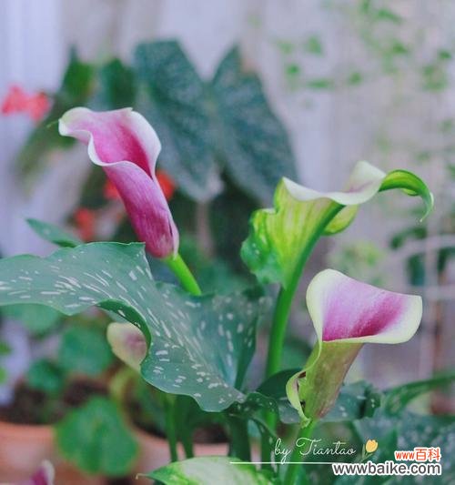 以彩色马蹄莲花为主题的花语探究与赏析 彩色马蹄莲的花语——绽放多彩生命之美