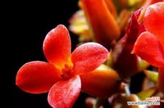 探索长寿花的丰富内涵与传承之道 长寿花花语的寓意与象征