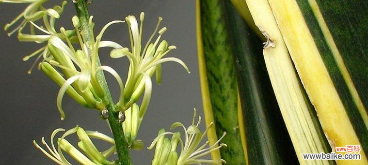 揭示虎皮兰开花背后的好兆头 虎皮兰开花的预示意义