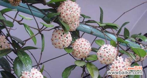 探秘以球兰的花语 以球兰的花语