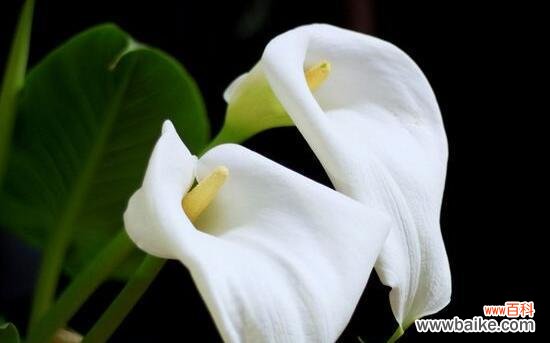 揭示美丽的以马蹄莲所传递的深刻寓意 以马蹄莲的花语及其意义