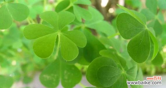 探索四叶草的幸运魔力 四叶草花语与寓意