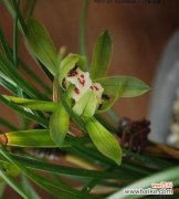 揭示兰花的神秘花语和寓意 兰花的花语与寓意