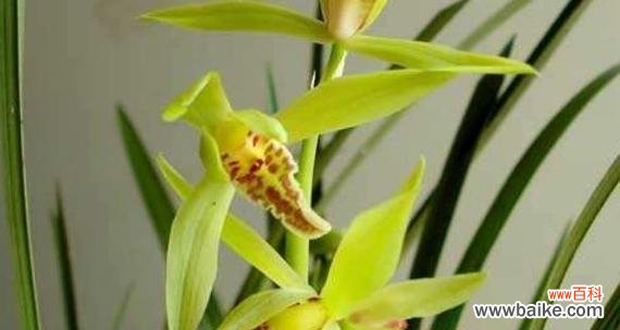 揭示兰花的神秘花语和寓意 兰花的花语与寓意