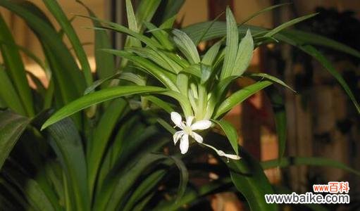 揭示兰花的神秘花语和寓意 兰花的花语与寓意