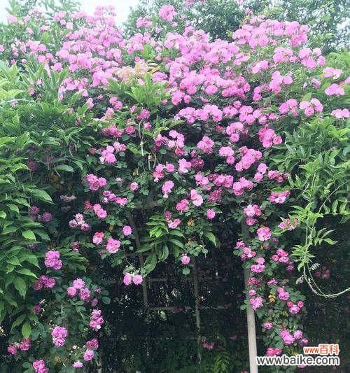 绚烂多彩的蔷薇花语展示及解读 花开的世界