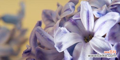 揭开风信子花语背后的神秘色彩密码 风信子花语之色彩的含义
